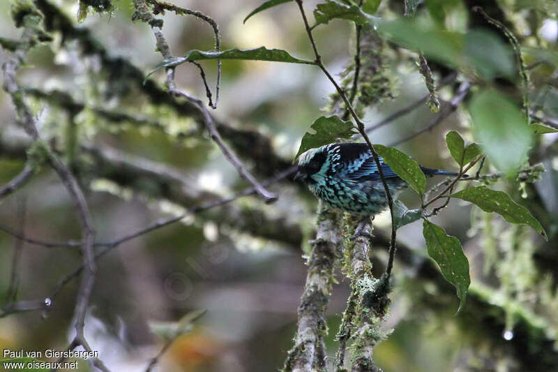 Beryl-spangled Tanageradult, habitat, camouflage, pigmentation