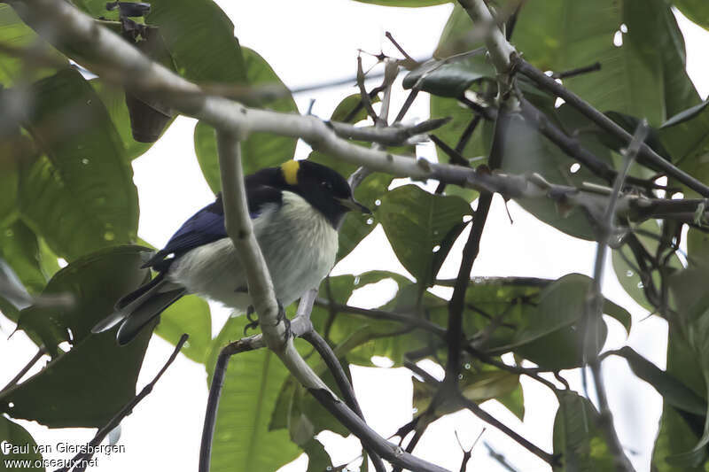 Golden-collared Honeycreeper male adult, habitat, pigmentation