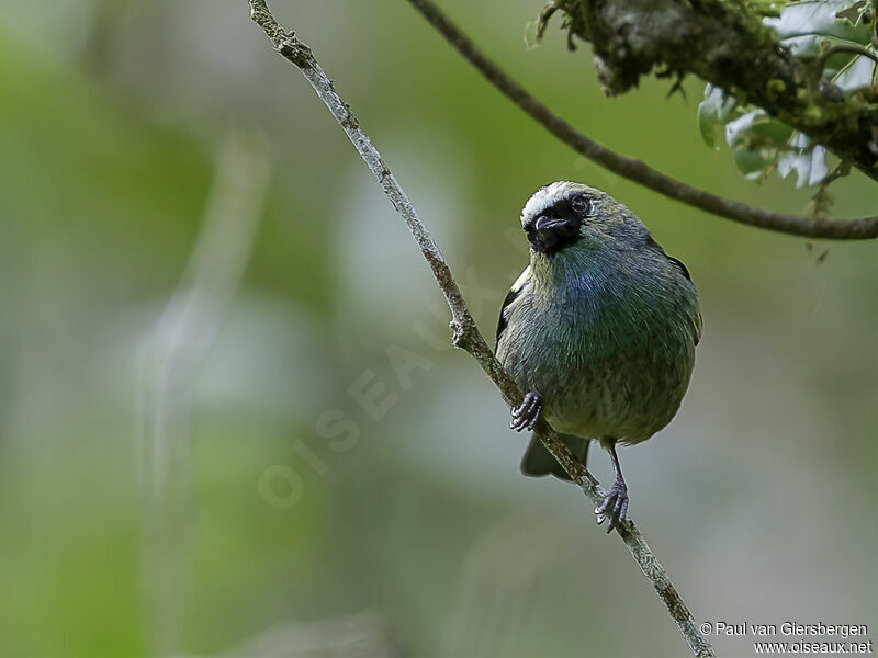 Metallic-green Tanageradult