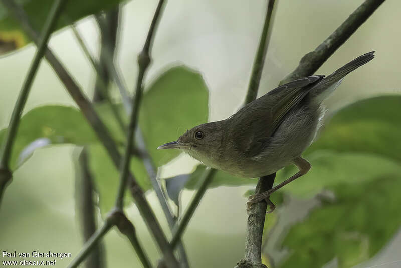 Camaroptère à dos vertadulte, identification