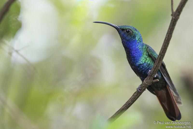 Lazuline Sabrewing male adult