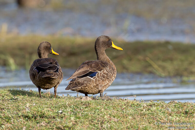 Yellow-billed Duck