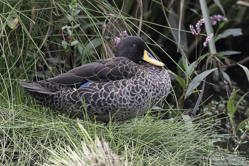 Canard à bec jauneadulte