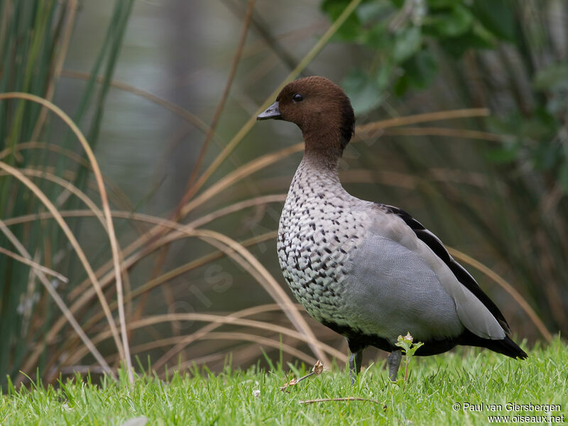 Canard à crinière