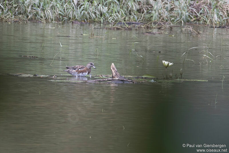 Canard à front blancadulte