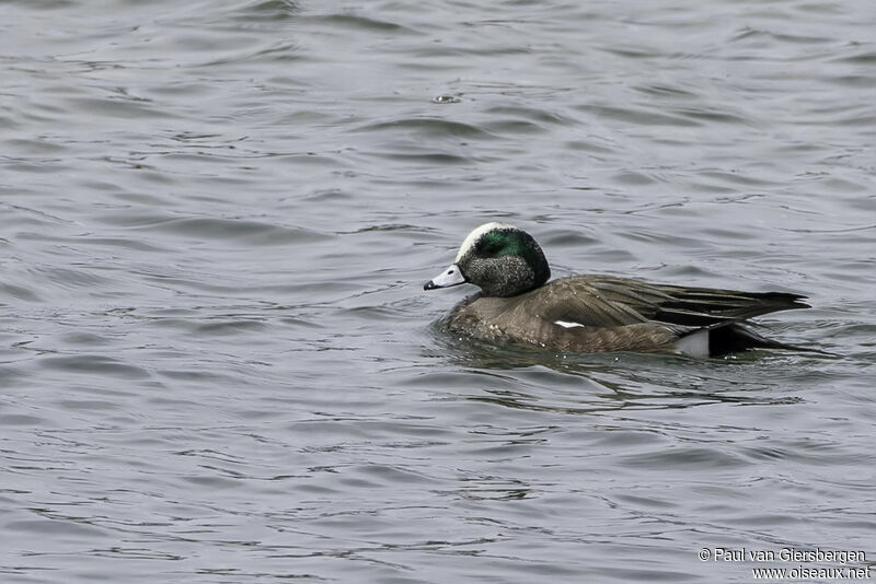 Canard à front blancadulte