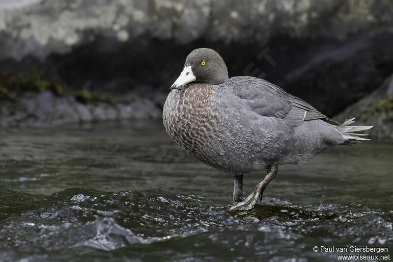 Blue Duck