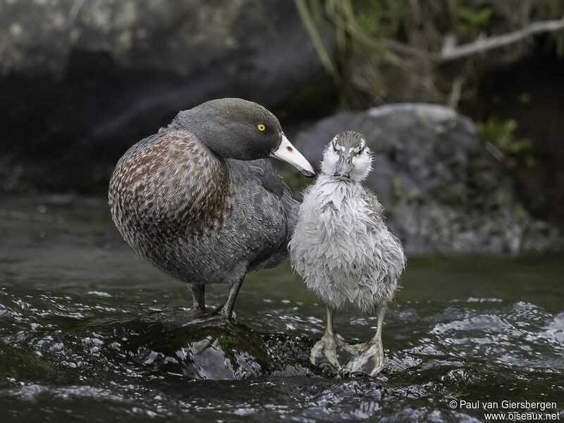 Blue Duck