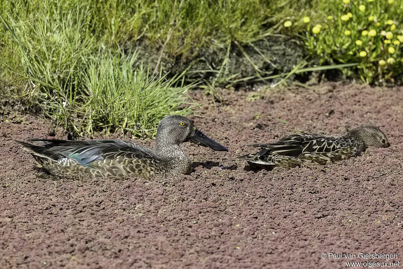 Canard bridéadulte