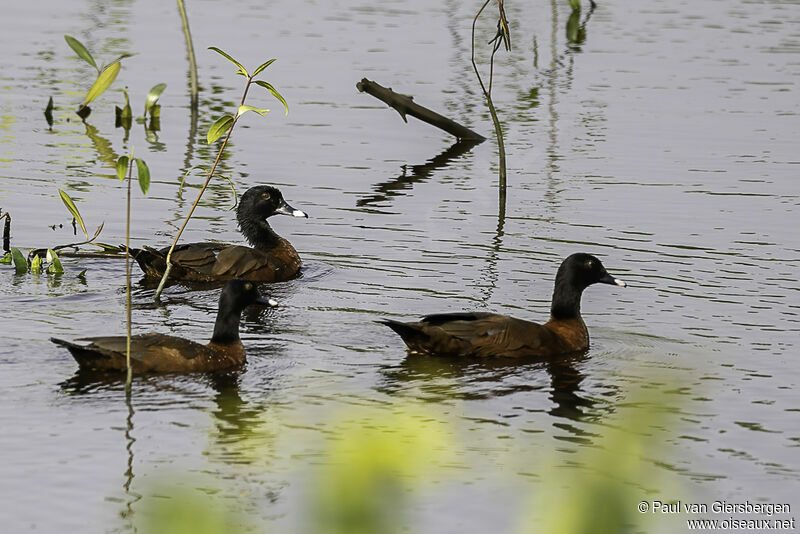 Hartlaub's Duck