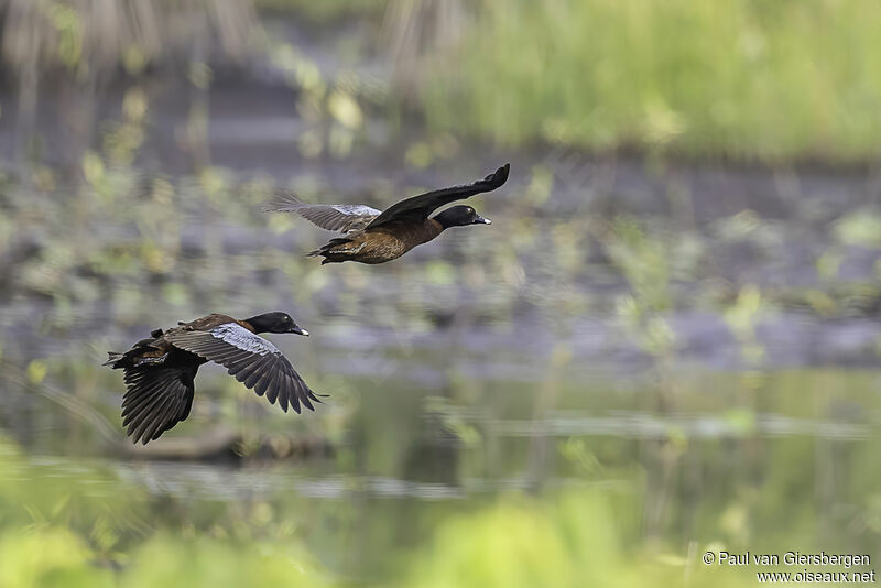 Hartlaub's Duckadult