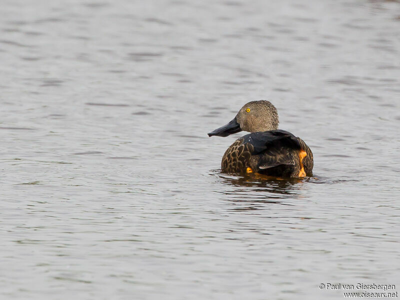 Cape Shoveler