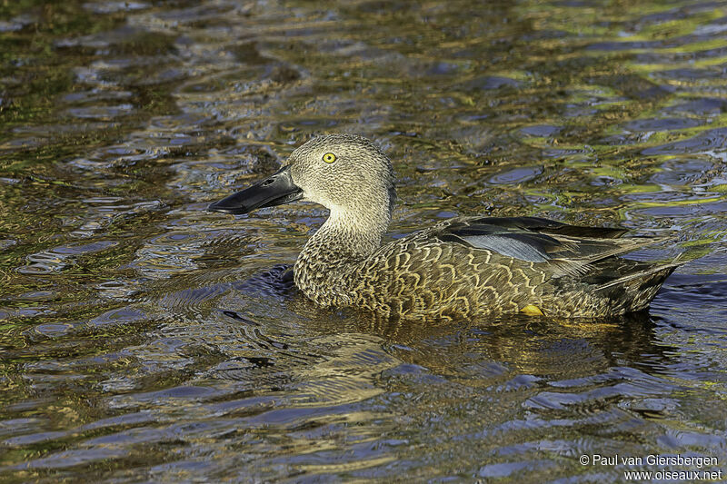 Cape Shoveler male adult