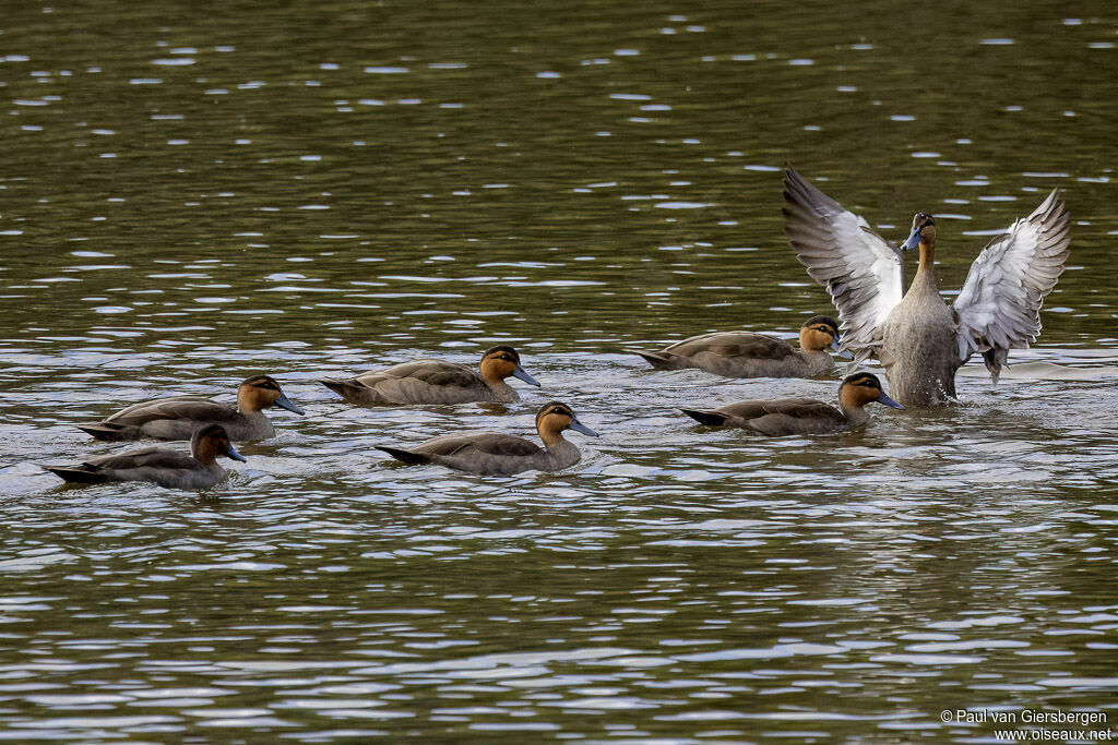 Canard des Philippines