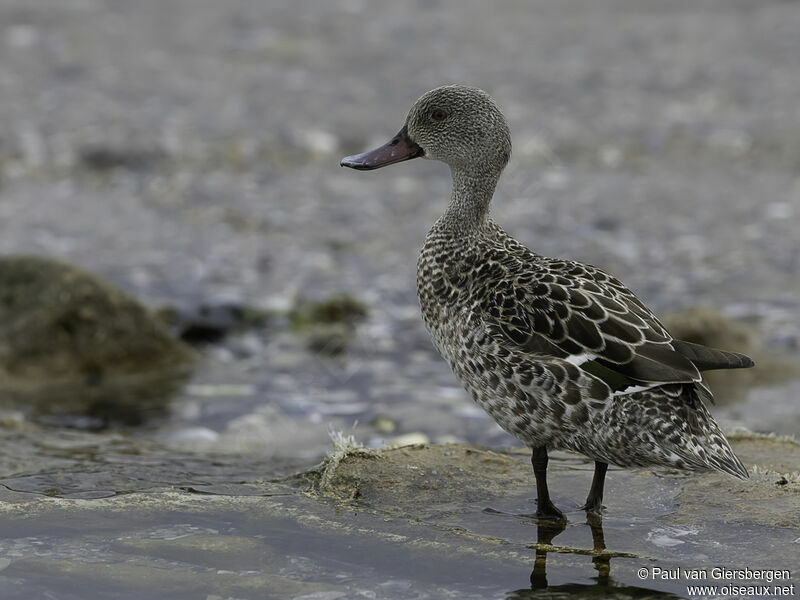 Canard du Capadulte