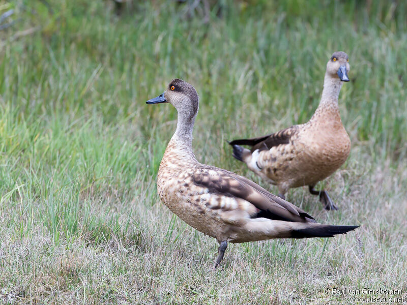 Crested Duck