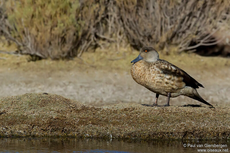 Crested Duck