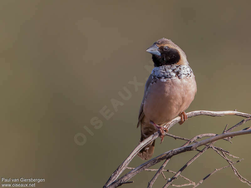 Capucin à poitrine blancheadulte, identification