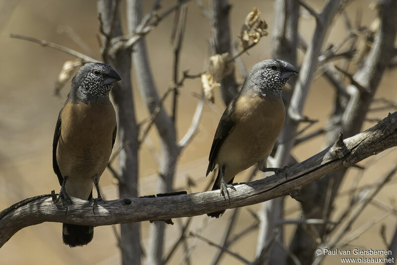 Grey-headed Silverbilladult