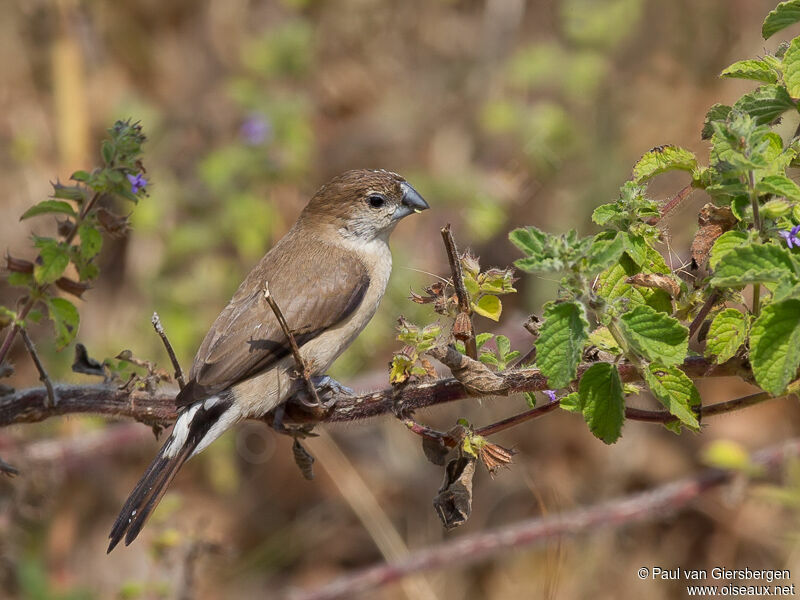 Indian Silverbill