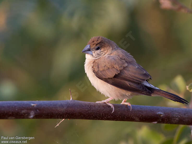 Capucin bec-de-plomb1ère année, identification