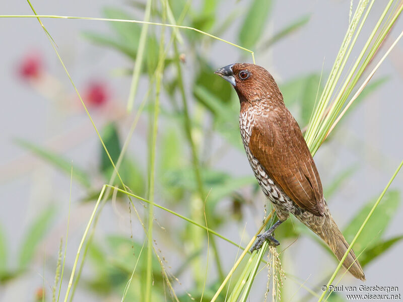 Scaly-breasted Munia