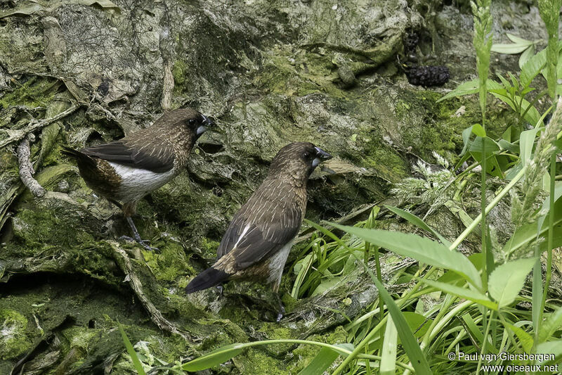 White-rumped Muniaadult