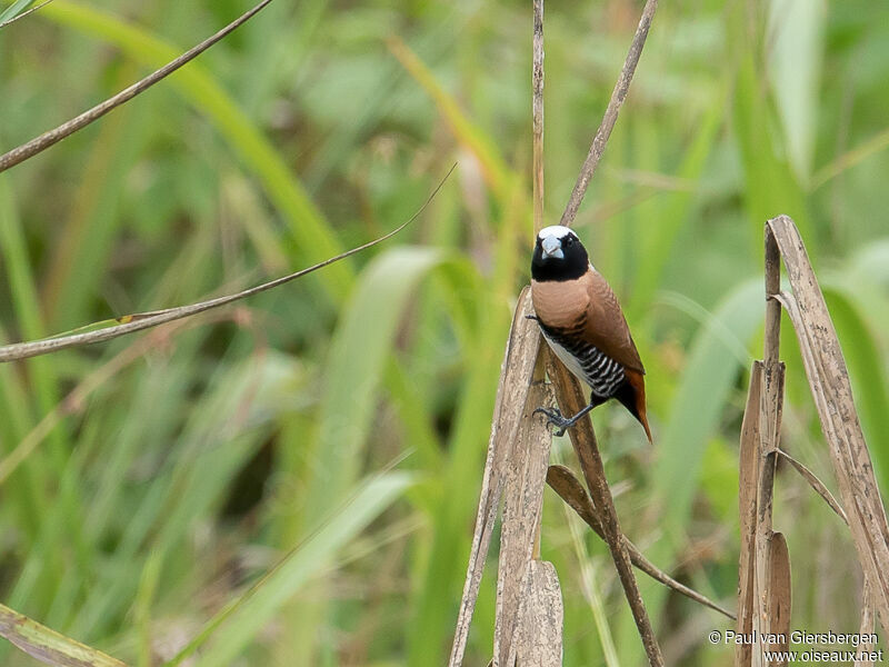 Chestnut-breasted Mannikin