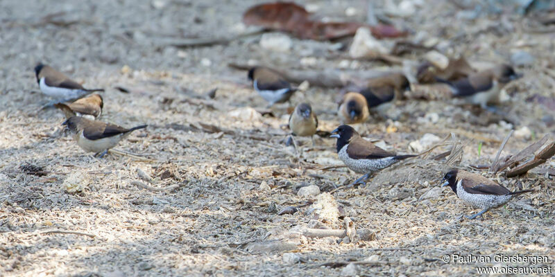 Black-faced Munia