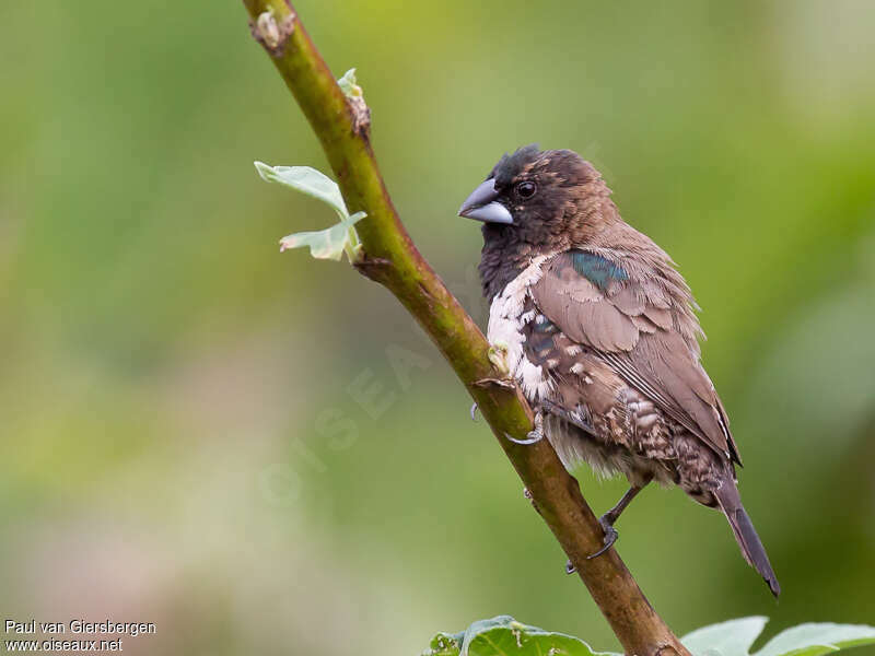 Bronze Mannikinadult, identification