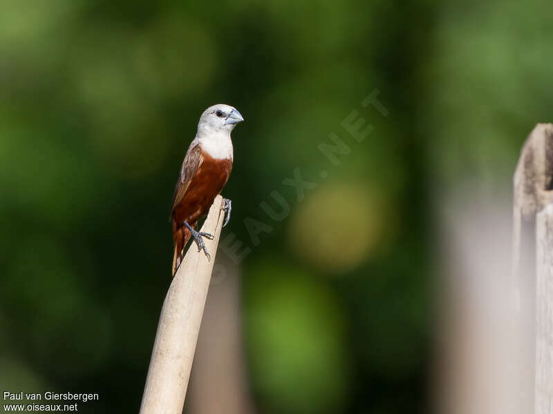 Pale-headed Muniaadult