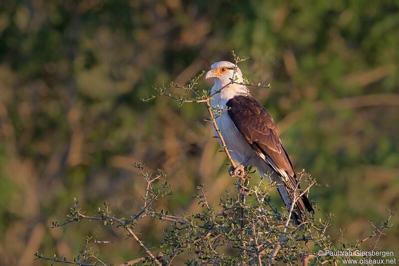 Yellow-headed Caracara