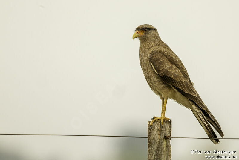 Caracara chimangoadulte