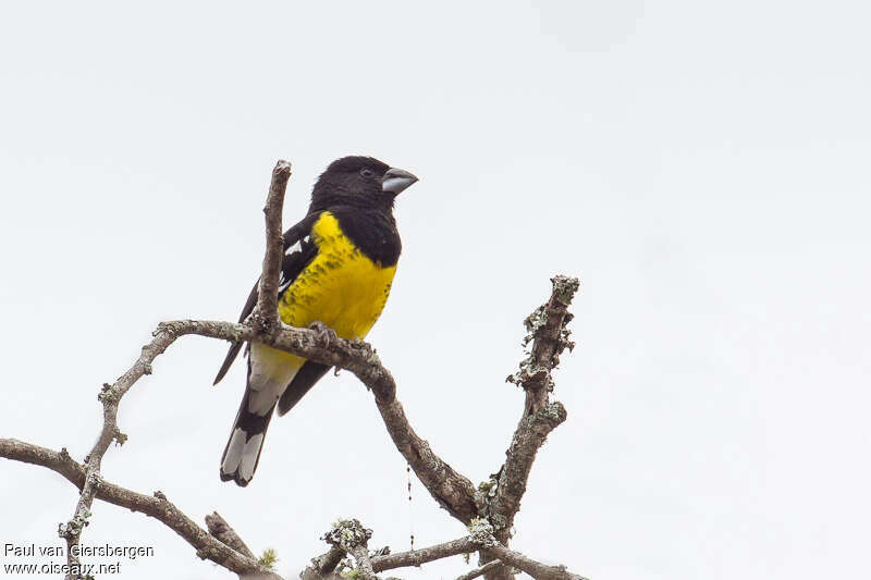 Black-backed Grosbeak male adult, identification