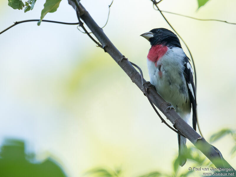 Rose-breasted Grosbeak male adult