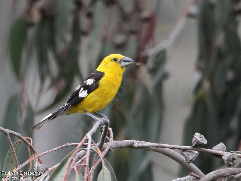 Golden Grosbeak male adult, identification