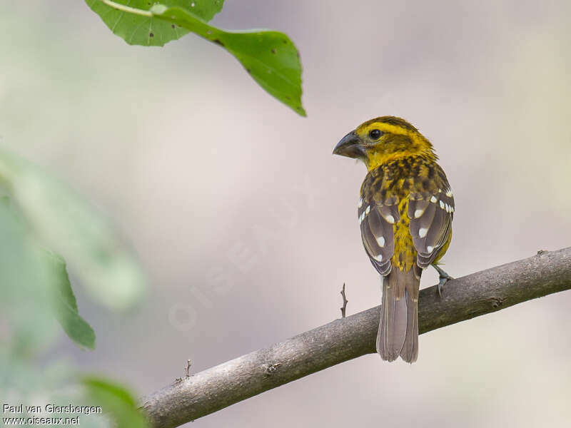 Golden Grosbeak female adult, pigmentation