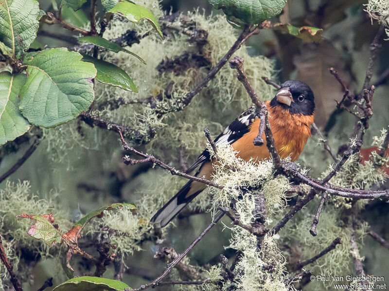 Black-headed Grosbeak