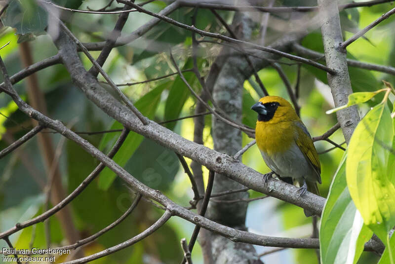 Black-faced Grosbeakadult, habitat