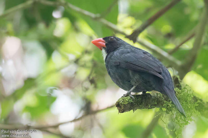 Cardinal ardoiséadulte, identification