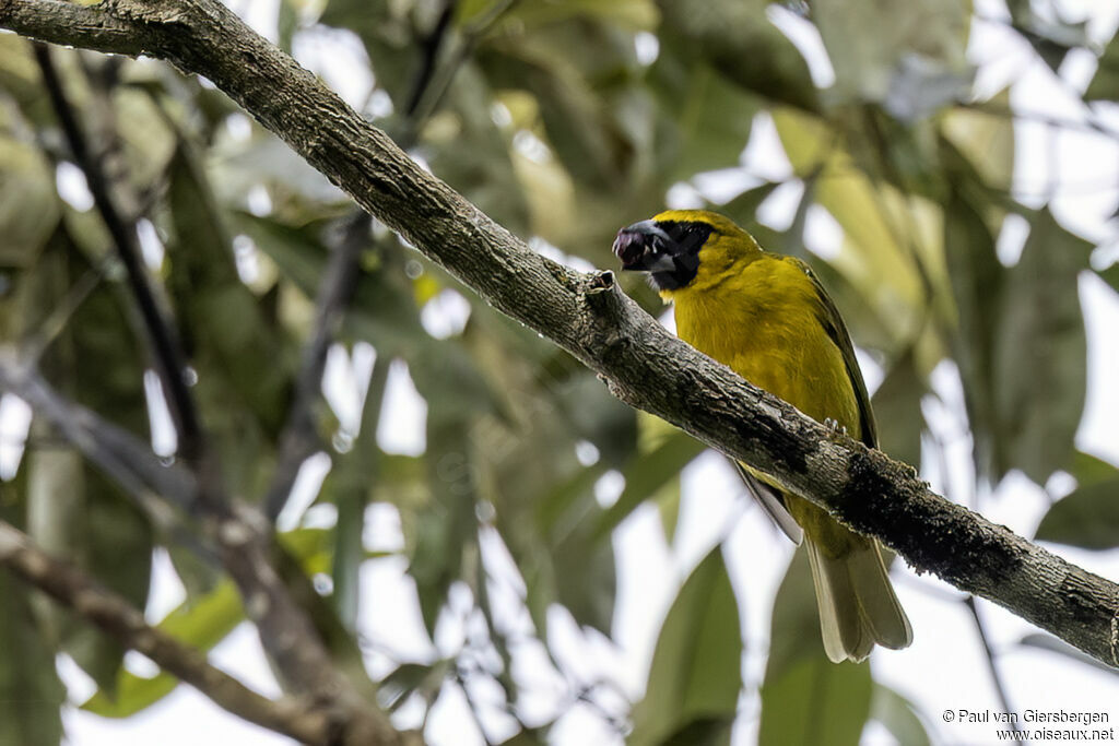 Yellow-green Grosbeakadult
