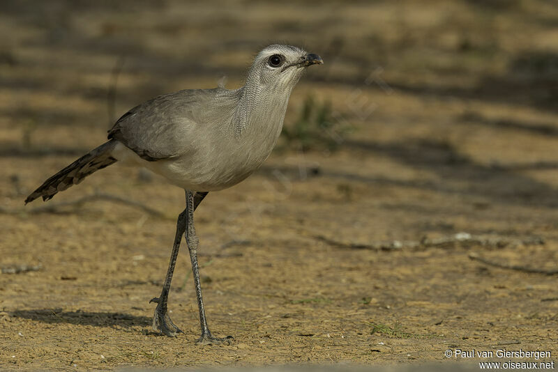 Black-legged Seriemaadult