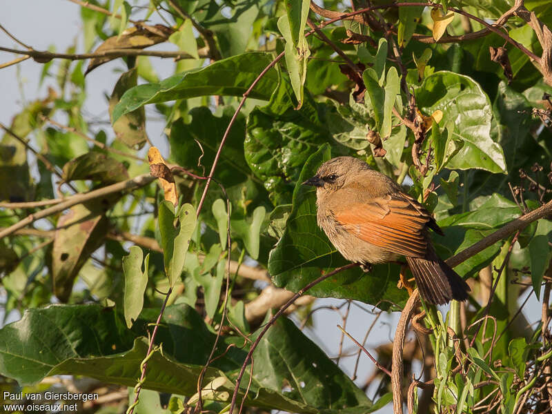 Greyish Baywing