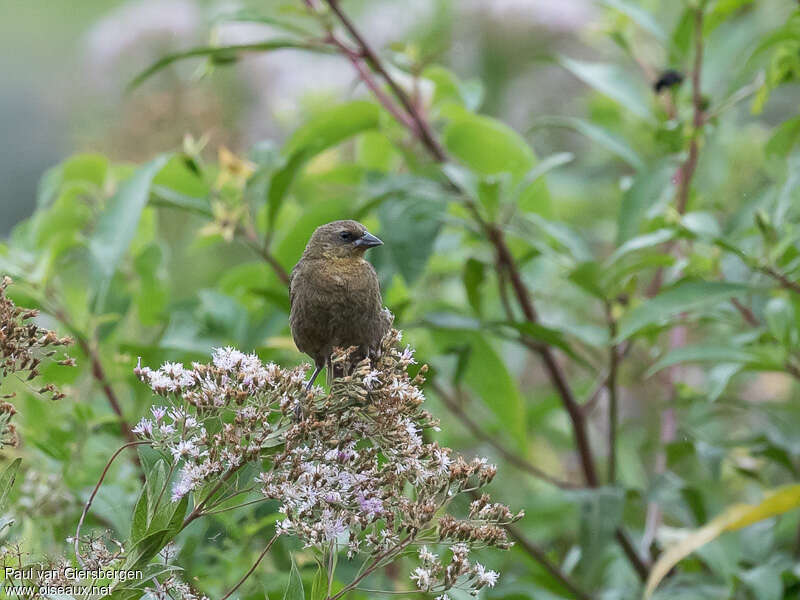 Chestnut-capped Blackbird female adult, identification