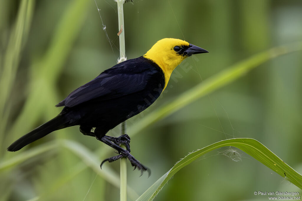 Yellow-hooded Blackbird male adult