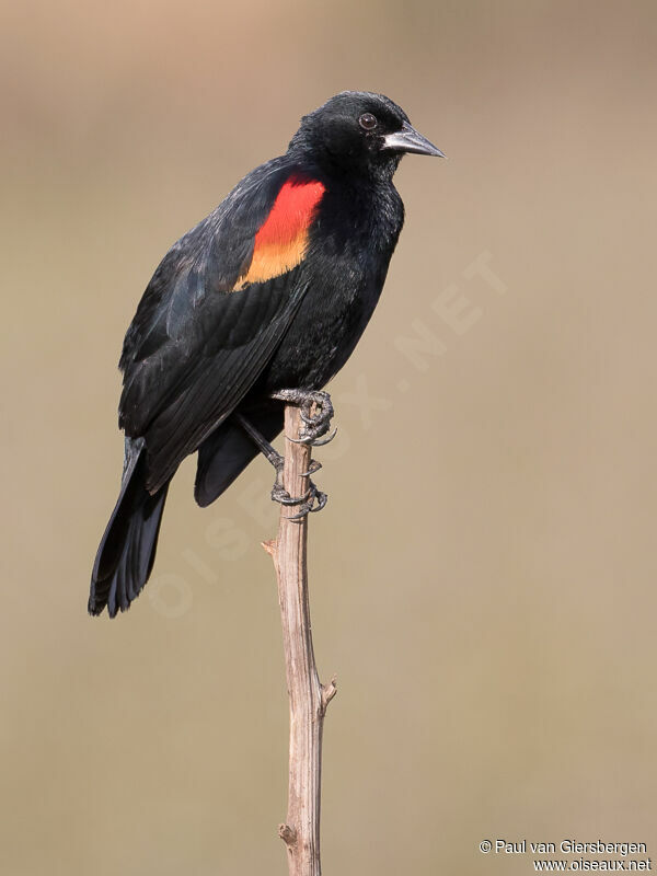 Red-winged Blackbird male adult