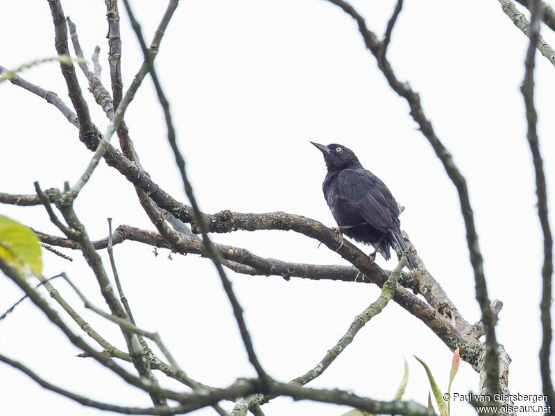 Pale-eyed Blackbird