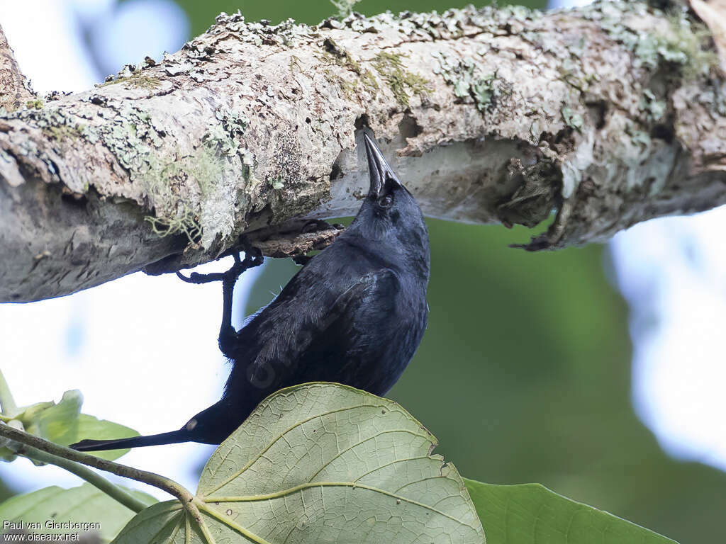 Jamaican Blackbird