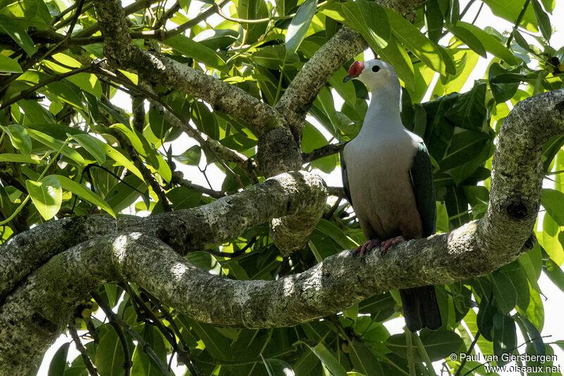 Red-knobbed Imperial Pigeonadult