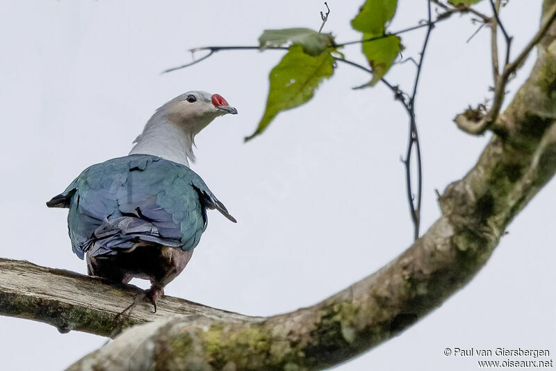 Red-knobbed Imperial Pigeonadult